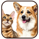 Wallpaper Cat and Dog aplikacja
