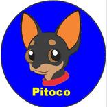 pitoco