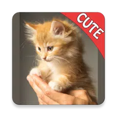 Descargar XAPK de CUTE CATS Memory matching Game