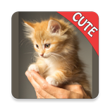 Cute Cats Memory Matching Game
