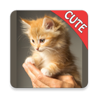 Cute Cats Memory matching GAME icône