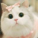 แมววอลเปเปอร์สด hd APK