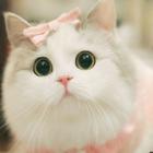 Cute Cat Live Wallpapers HD icon