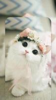 Cute Cat Live Wallpapers HD screenshot 3