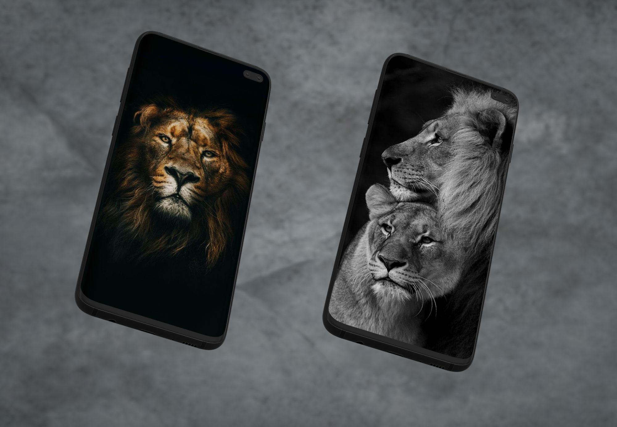 Wild Animals Wallpapers- Wild Animal Image HD & 4K APK pour Android  Télécharger