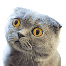 Cat Kitten Meow WAstickerapp Sticker For Chat APK