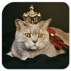 Cute Cats Wallpaper full hd ikona