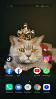 Cute Cats Wallpaper full hd plakat