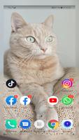 Cute Cats Wallpaper full hd screenshot 1