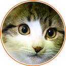 CAT BREEDS ENCYCLOPEDIA 2021 APK