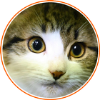 CAT BREEDS ENCYCLOPEDIA 2021 icon