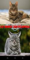 CAT BREEDS ENCYCLOPEDIA 2021 poster