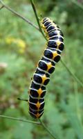 برنامه‌نما Caterpillar Wallpaper عکس از صفحه