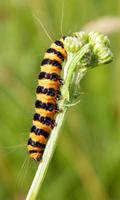 برنامه‌نما Caterpillar Wallpaper عکس از صفحه