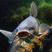 Catfish Guide - Farming, Care,