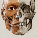 Anatomia 3D para artistas APK