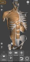 3D-Anatomie für den Künstler Plakat