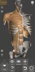 Descargar XAPK de Anatomía 3D para el artista