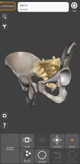Descargar XAPK de Anatomía 3D para el artista