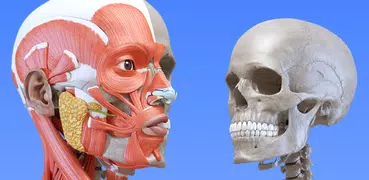 解剖学 - 3Dアトラス