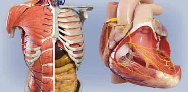 Anatomia - Atlante 3D