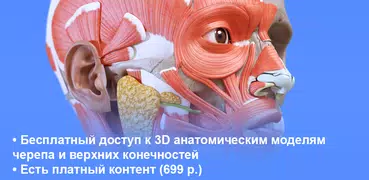 Анатомия - 3D Атлас