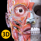 해부학 - 3D 아틀라스 아이콘