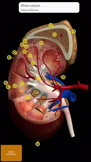 Anatomy 3D Atlas