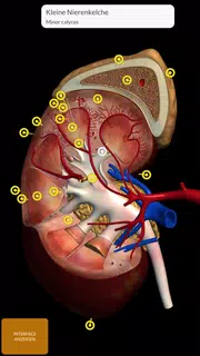 Anatomie - 3D Atlas