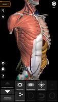 Anatomie - 3D Atlas Plakat