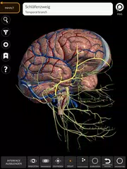 Anatomie - 3D Atlas XAPK Herunterladen