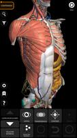 Anatomía - Atlas 3D Poster