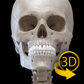 Skeleton | 3D Anatomy آئیکن