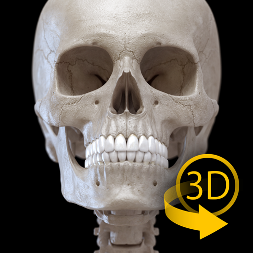 Skelett | 3D Anatomie