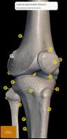 Skeleton | 3D Anatomy Ekran Görüntüsü 2