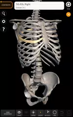 Skeleton | 3D Anatomy XAPK download