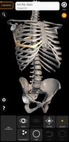 Skeleton | 3D Anatomy 海報