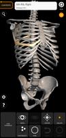 Skeleton | 3D Anatomy โปสเตอร์