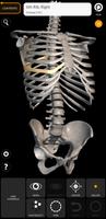 Skeleton | 3D Anatomy পোস্টার