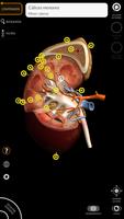 Anatomía - Atlas 3D captura de pantalla 3