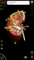 Anatomie - Atlas 3D capture d'écran 3