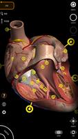 Анатомия - 3D Атлас постер