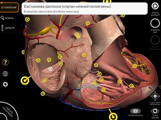 Anatomy 3D Atlas скриншот 10