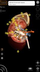 Anatomy 3D Atlas скриншот 3