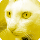 Cat Sounds, tones and SMS. APK