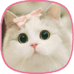 Fonds d'écran de chats -Images de chat magnifiques