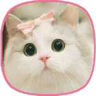 고양이 월페이퍼 - 아름다운 고양이 이미지 아이콘