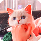 Cute Cats Wallpapers - kitten आइकन