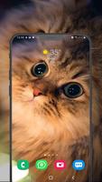 Cute Cats Wallpapers - kitten स्क्रीनशॉट 2