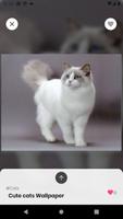 Cats Wallpapers & Backgrounds Ekran Görüntüsü 2